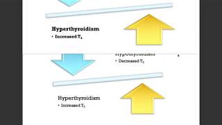 synthesis  thyroid hormone  bio [upl. by Carlita630]