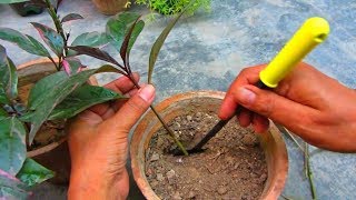 How To Grow Eranthemum Plant From Cutting  Propagation Tips [upl. by Neuburger]