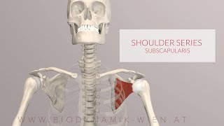 Subscapularis Shoulder Series Part 9 3D Animation [upl. by Barnaby313]