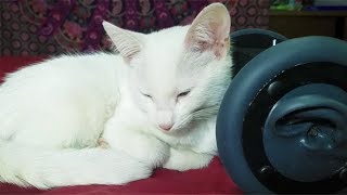 1 Hour CUTEST CAT PURRING By This Baby KITTEN  Relaxation  ASMR for Sleep [upl. by Irme]