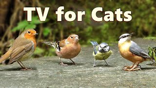 Cat TV Birds  Captivating Birds for Cats to Watch [upl. by Godderd13]