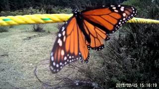 Is this Monarch Butterfly dead or alive [upl. by Hephzibah336]