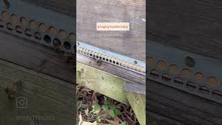 Putting mouse guards on bee hives [upl. by Ariadne646]