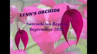 Sarcochilus Repots  September 2022 [upl. by Eppilihp]