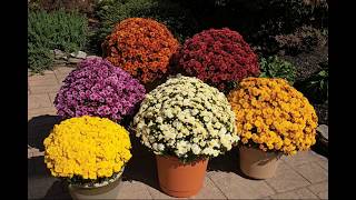 Best soil for ChrysanthemumChandramallikaGuldaudiচন্দ্রমল্লিকা গাছের মাটি তৈরী [upl. by Airliah]