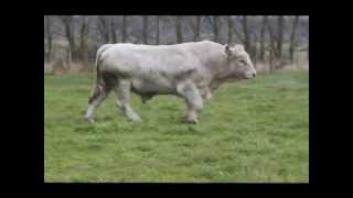 SILVERSTREAM EVOLUTION CHAROLAIS BULL [upl. by Harbour]