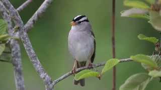 Whitecrowned Sparrow Singing [upl. by Mauve]