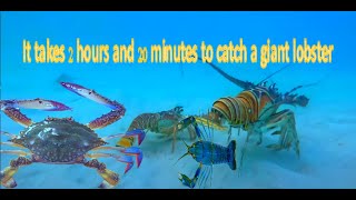 It takes 2 hours and 20 minutes to catch a giant lobster [upl. by Beilul]