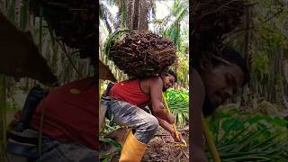 How to load the big fruits of the palm gardenviralshortpalmtreesmalaysiapalmpalmtreefruit [upl. by Tocci]