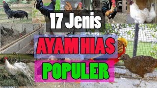 17 Jenis Ayam Hias Populer Indonesia [upl. by Neyu499]