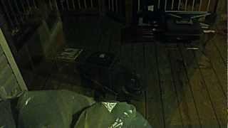 Raccoon steals bait from live trap [upl. by Nafis]