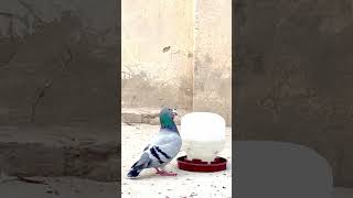 Racer pigeon Qasid kaboter [upl. by Norse]