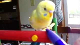 Inca My Baby Parakeet Playing and Talking April 2012 [upl. by Lianna]