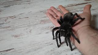 Grammostola pulchra handling [upl. by Ennairam]