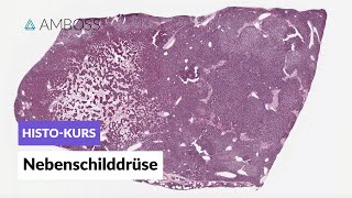 Histologie der Nebenschilddrüse  Mikroskopische Anatomie  AMBOSS Video [upl. by Anselmo]