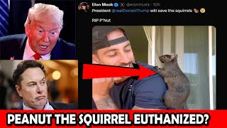 Peanut The Squirrel Euthanized  Donald Trump and Elon musk Reaction [upl. by Fielding422]