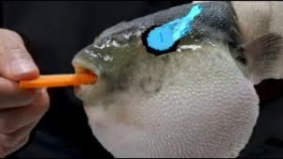 Pufferfish Eats Carrot and Sings Megalovania Song 1 Hour Version [upl. by Cynar694]