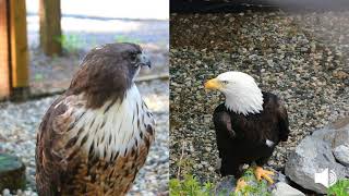 Redtailed Hawk and Bald Eagle Vocalization [upl. by Tadeas278]