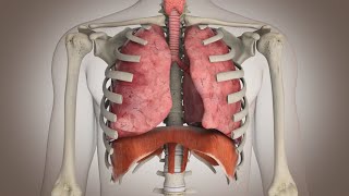 El funcionamiento del sistema respiratorio [upl. by Ahcatan]