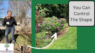 How to Prune Rosa Rugosa Quickly [upl. by Aikenahs]