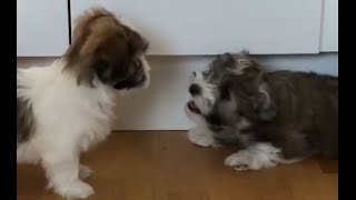 Havanese puppies 8 weeks are playing in the kitchen 😅 ❤❤ [upl. by Serge]