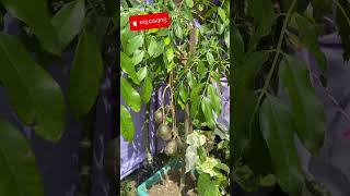 HOG PLUMAMRA fruit in tiny tree  fruit plants food [upl. by Alaekim]