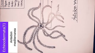 How to draw Antedon mediterranea Echinodermata for bsc1styear and class12Icbse boardsciencebsc [upl. by Xenia894]