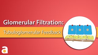 Glomerular Filtration Tubuloglomerular Feedback [upl. by Landel930]