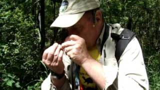 Damselfly and Dragonfly Catch and Release [upl. by Hawley]