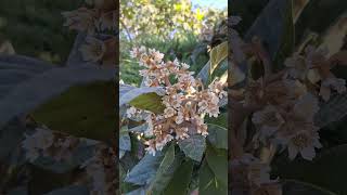 Nespolo giapponese 🌱🌿🍃🍂splendida fioritura autunnale nature flowers fiori garden [upl. by Odab]