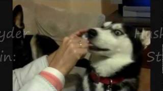 Canine Dog Teeth Cleaning [upl. by Randell]