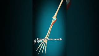 pronator teres muscle actionmedicalcareofHow Anatomy [upl. by Eirroc]