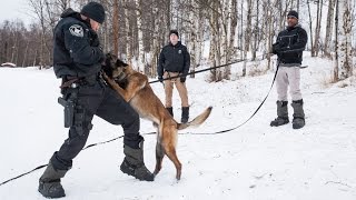 Anchorage Police Department K9 Unit training [upl. by Low]