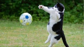 10 Incredible Cat Goalkeepers [upl. by Atinob444]