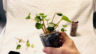 Transferring Peperomia Plants To Lava Rock amp Acrylic [upl. by Mcgregor]