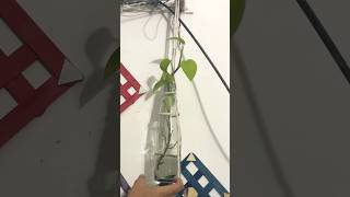 Easy plant hanging idea diyplantdecorideaytshortsrecycleideareuseideabottlearteasydiy [upl. by Leerzej]