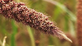 Foxtail millet  a forgotten food diet [upl. by Epolenep]