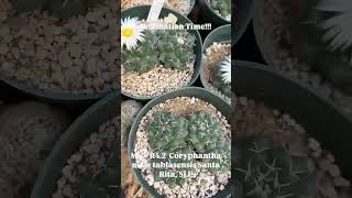 Plant of the Day Coryphantha 🤩 [upl. by Lolly]