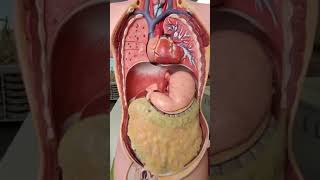 Diaphragm anatomy What does the diaphragm look likeanatomy [upl. by Wassyngton]