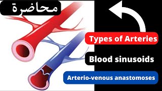 7General anatomy of blood vessels شرح Dr Sabreen Ahmed [upl. by Ramona]