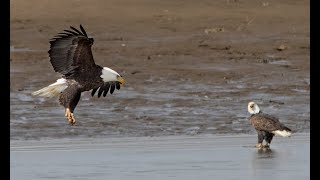 Eagles are everywhere at bird sanctuary near Alton Illinois [upl. by Lamak84]