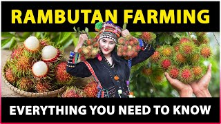 Rambutan Farming Everything You Need to Know  Rambutan Cultivation [upl. by Karie]