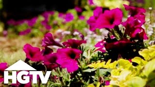 How to Plant Petunias  Gardening Tips  HGTV [upl. by Yeltihw]