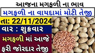 magfali na bhav  22112024 l મગફળી ના ભાવ  jamnagar marketing yard and gondal marketing yard [upl. by Molly]