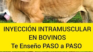 COMO INYECTAR VIA INTRAMUSCULAR EN GANADO BOVINOS 🐂 😱😱 TE ENSEÑO PASO A PASO 🙋Fácil y seguro [upl. by Enellek]