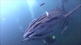 Amazing footage A Whale Shark covered with Remora Fishes   COMMENSALISM [upl. by Jerald]