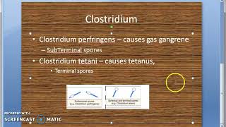 Microbiology 227 a Clostridium Anaerobic Bacteria Spore Perfringens Tentani Botulism Difficile [upl. by Rox418]