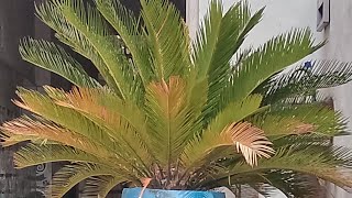 free ka plant milne ki Khushi hi kuchh aur hoti hai ❤️❤️gardening cycas [upl. by Yendahc]