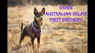 OSHEE Australian Kelpie  first birthday [upl. by Painter]