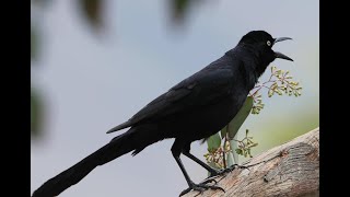 Greattailed Grackle  rare guest Loud and energetic [upl. by Iniretake]